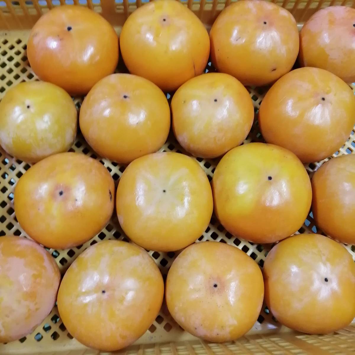 富有柿10kg【固め最終１箱・家庭用】滋賀県産（種あり・甘柿）キズ・虫刺され等 全国送料無料_黄色味がかっています。