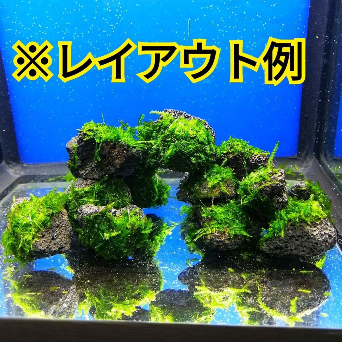 20個 南米ウィローモス 無農薬 黒 溶岩石 ヤマトヌマエビ ミナミヌマエビ 水草 隠れ家 アクアリウム 熱帯魚 金魚 メダカ