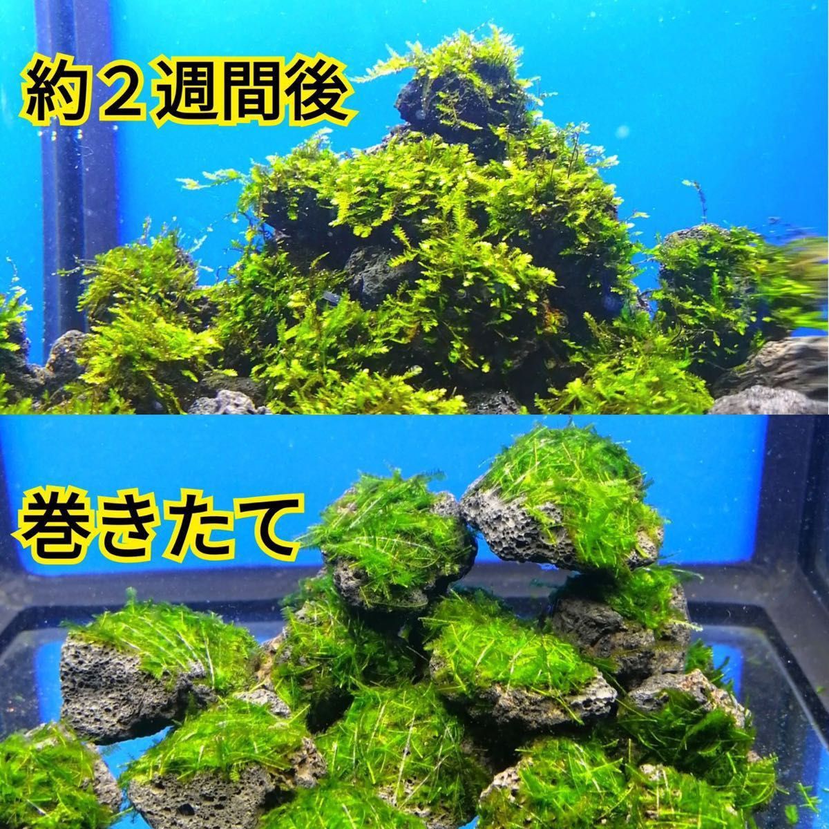 20個 南米ウィローモス 無農薬 黒 溶岩石 ヤマトヌマエビ ミナミヌマエビ 水草 隠れ家 アクアリウム 熱帯魚 金魚 メダカ