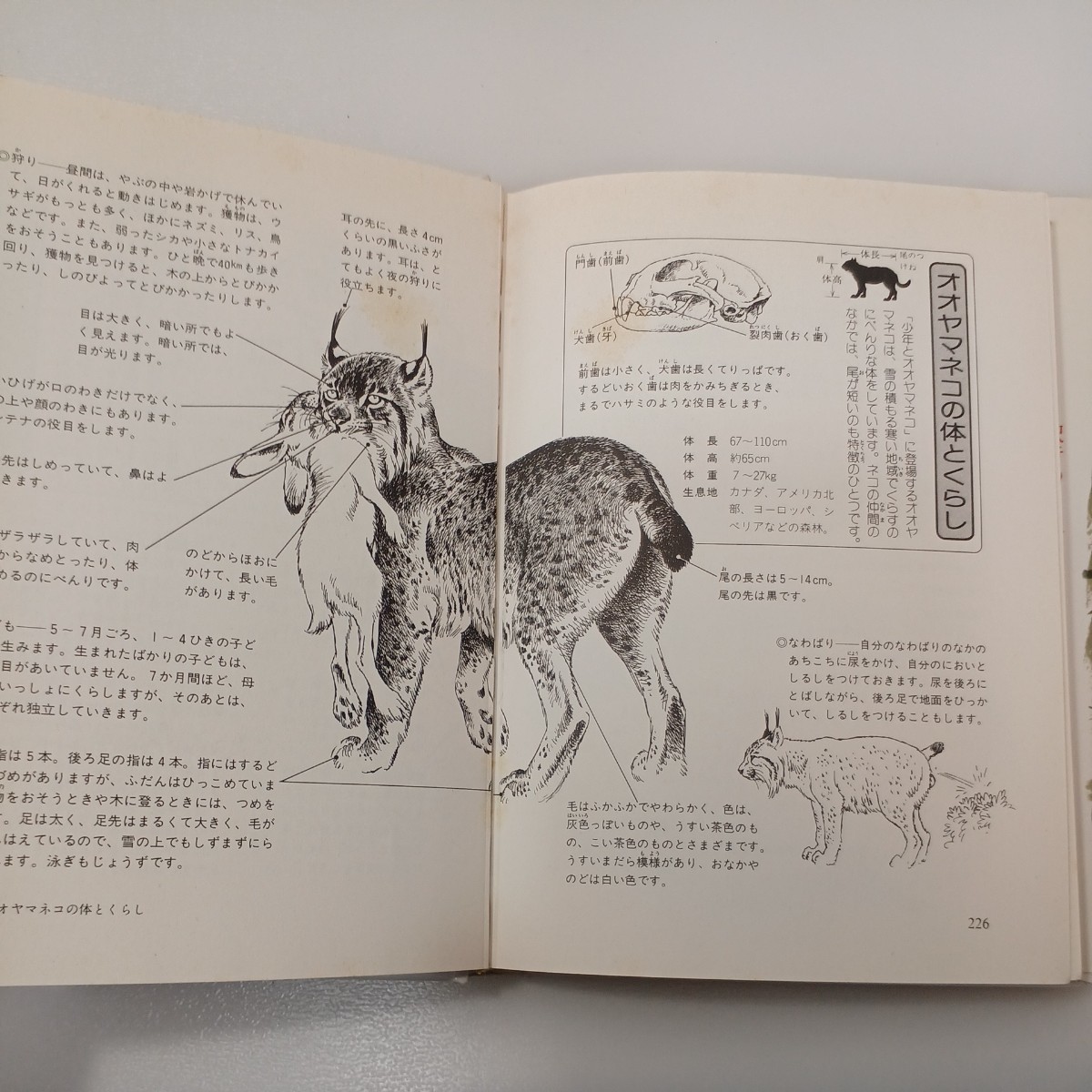 zaa-534 シートン動物記 全巻(1巻~8巻) 単行本 藤原 英司 (著 zaa-534 シートン動物記 全巻(1巻~8巻) 単行本 藤原 英司 (著