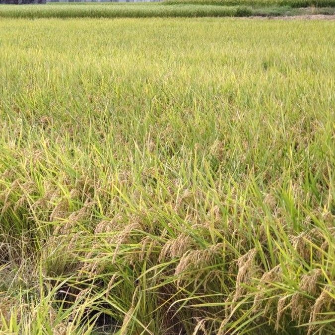 徳島県産  ぬか(食用可)  ５００ｇ  (栽培期間中農薬・除草剤一切使用せず)