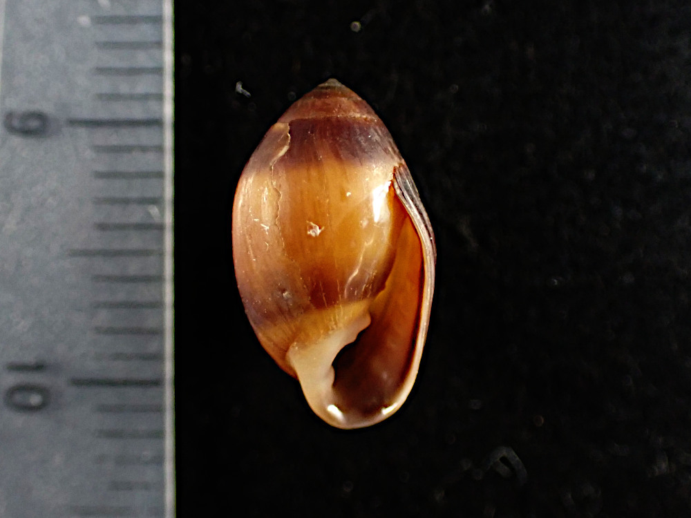 ◆貝標本◆生貝標本◆貝殻◆宮古島の コクトウハマシイノミ 単品_画像1