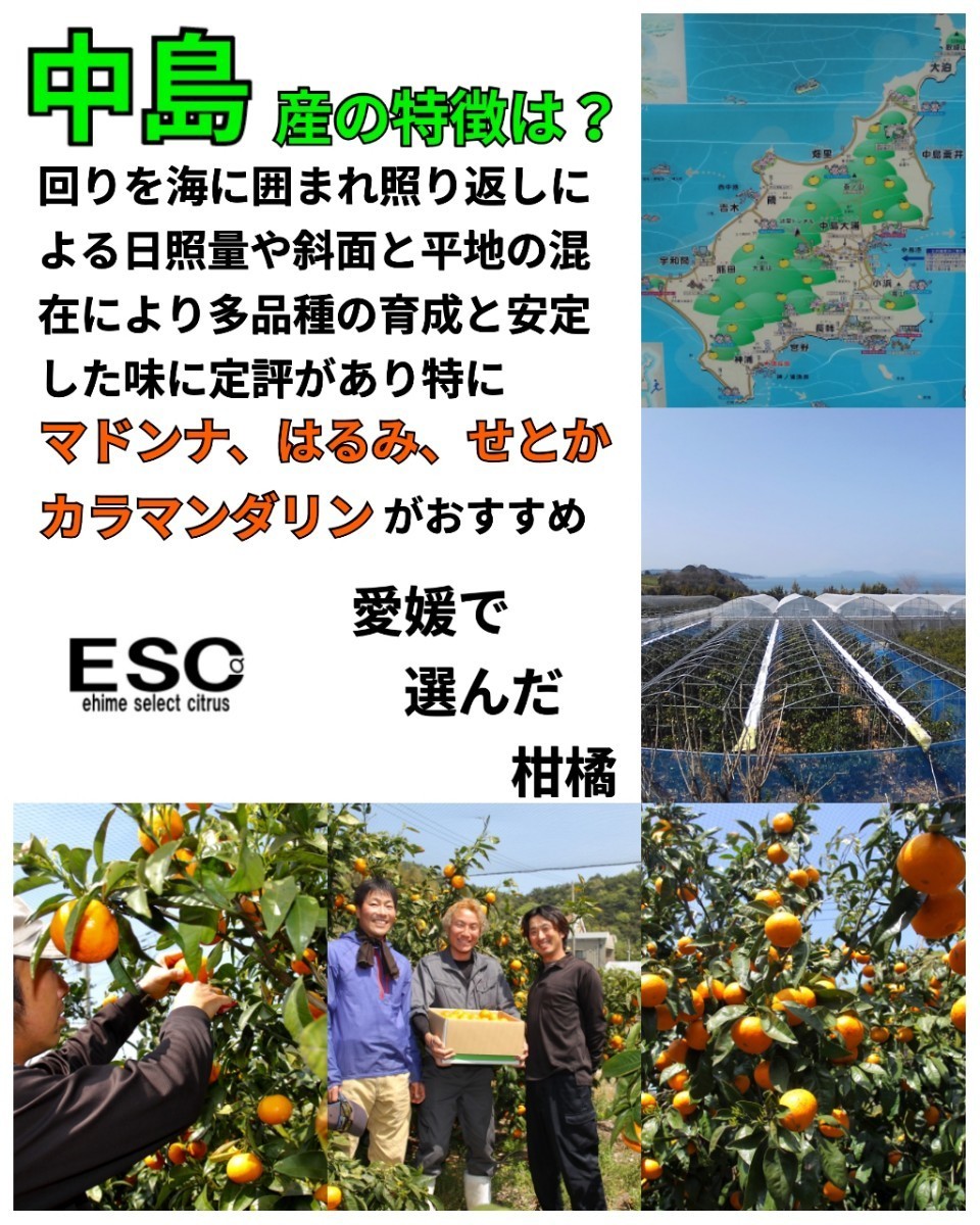 送料込！！愛媛県中島産マドンナ（紅マドンナ同品種）優品2L・L混合中玉2.5ｋｇ＋保証量200ｇ①_画像5