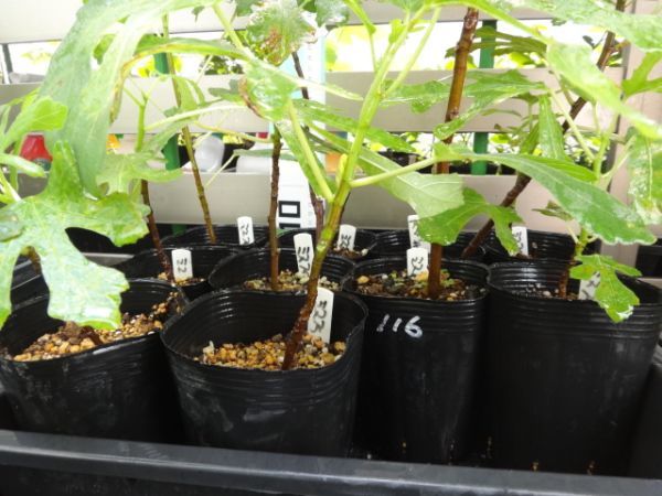 人気イチジク苗　リトル　ミス　フィギー　輸入穂木からの挿し木苗　品種確認済み＊３苗ございます。スタート価格は１苗の価格です。_画像4