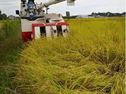 令和５年度　島根県産コシヒカリ　農家こだわりの新米は塩むすびで味わうと美味しさが分かります。　送料無料。あと5件で終わりです。　　_刈り取り