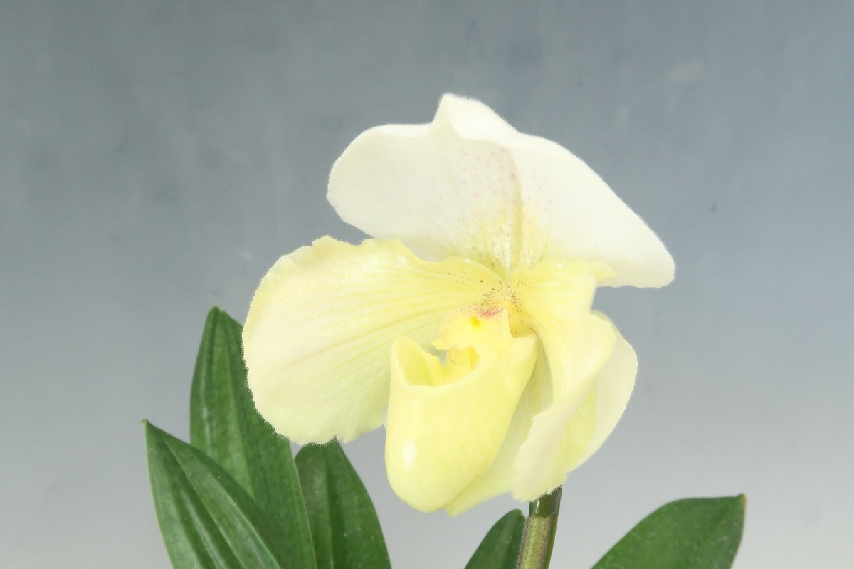 洋蘭　パフィオ TA10616 TB17-138 Paph. (Stone Jolly 'Golden Magic' x Ice Castle 'White Gem')_画像3