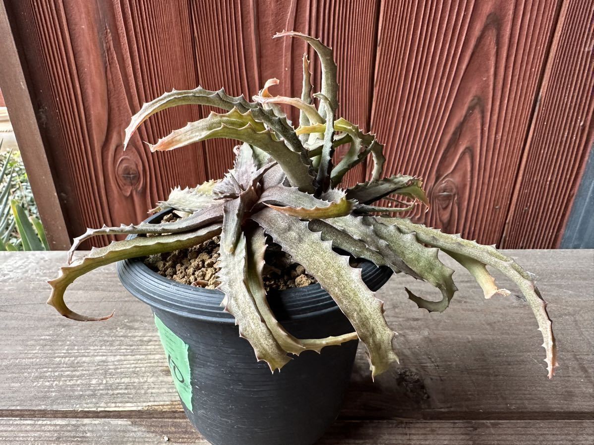 10.アロエ　ロマトフィラム　サカラハエンシス　パリダ aloe lomatophyllum sakarahaensis var.pallida 実生_画像3