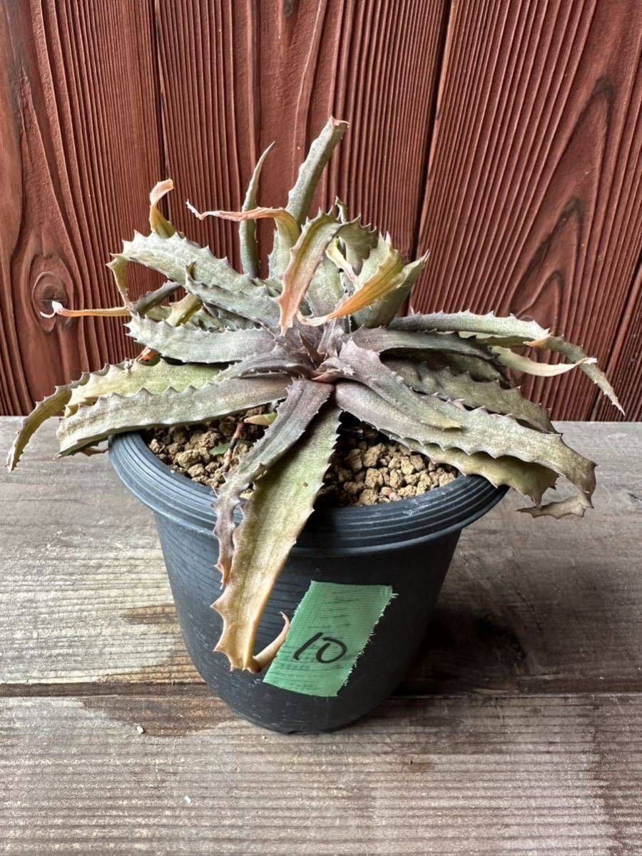 10.アロエ　ロマトフィラム　サカラハエンシス　パリダ aloe lomatophyllum sakarahaensis var.pallida 実生_画像2