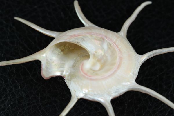 ハリナガリンボウ　82㎜ 　貝標本　貝殻_画像4