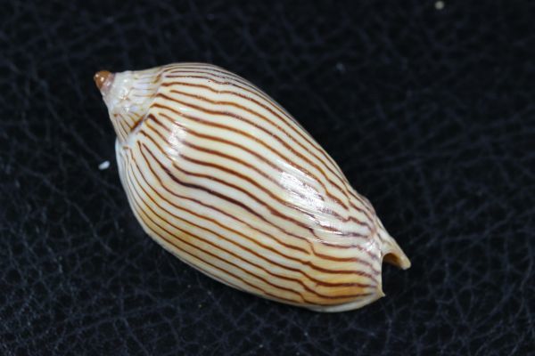 マサメボラ　46.8㎜ 　貝標本　貝殻_画像3