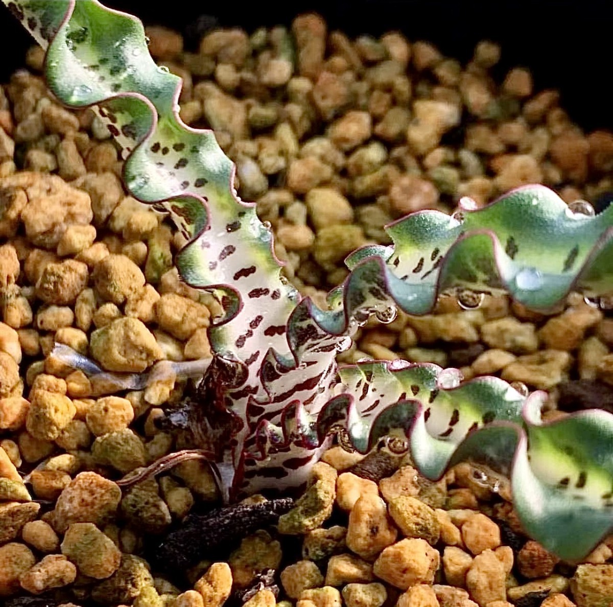 L6 珍奇植物Haemanthus crispusハエマンサス クリスパス 3株同梱_画像2