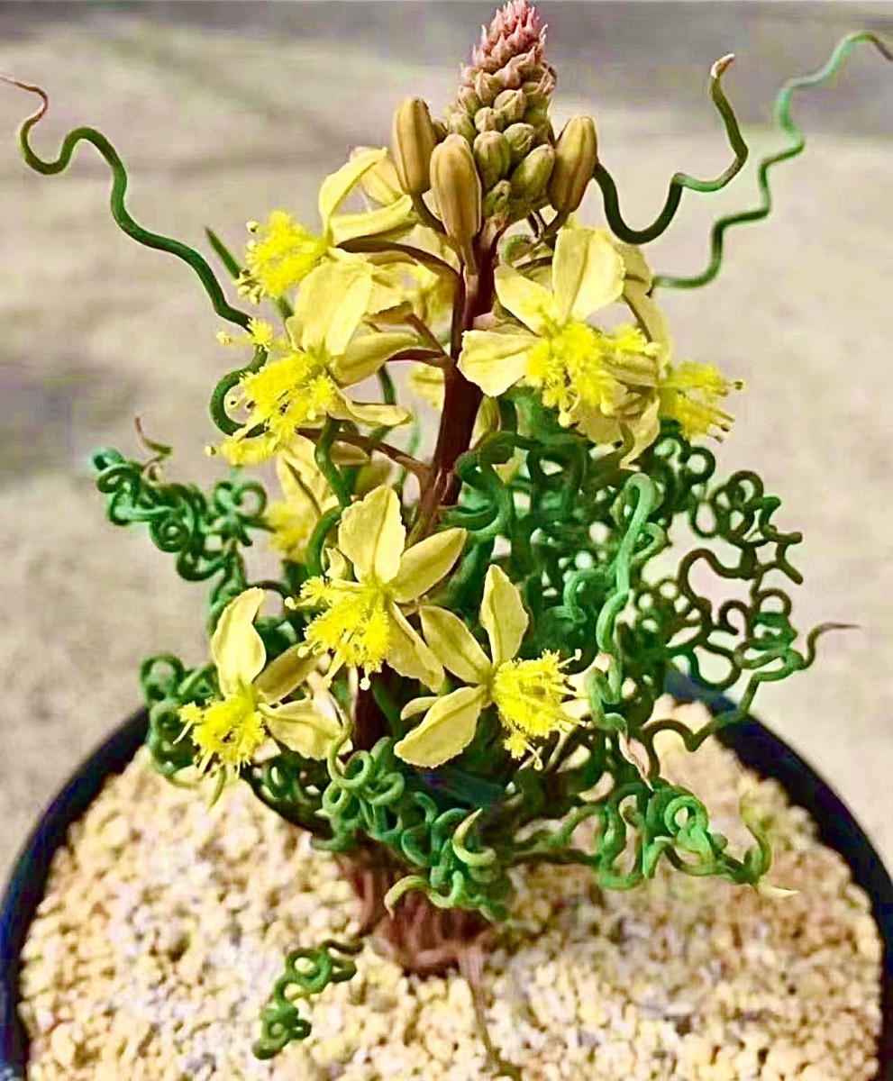 L13 珍奇植物 トラキアンドラ Trachyandra sp Kliprand WC 3株同梱_画像1