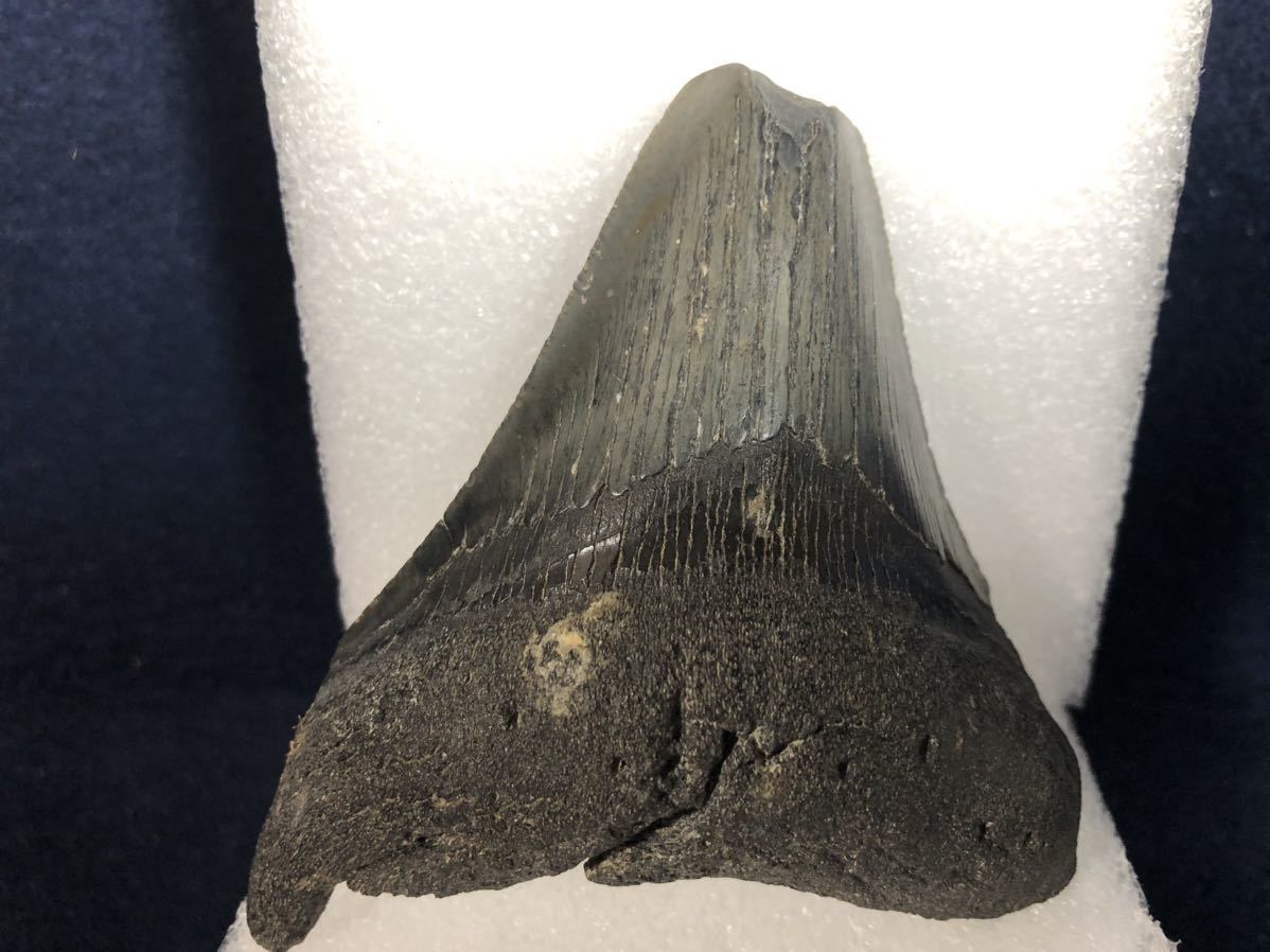 メガロドン サメの歯 約100mm 122g ブラック系のCOLOR　化石 _画像6