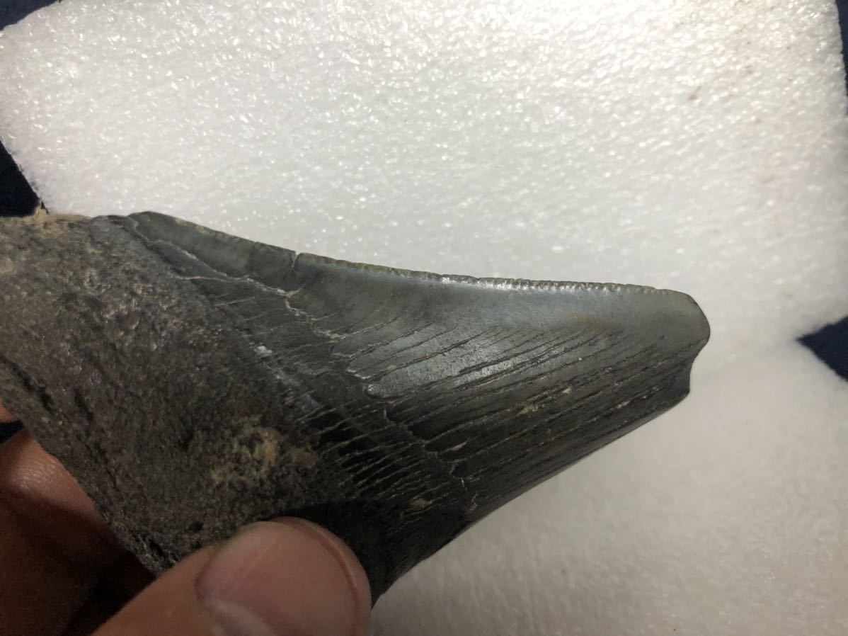 メガロドン サメの歯 約100mm 122g ブラック系のCOLOR　化石 _画像7