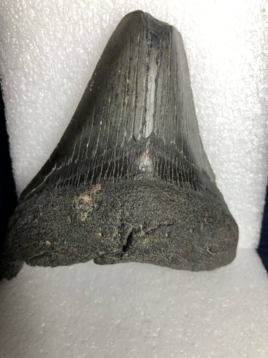 メガロドン サメの歯 約100mm 122g ブラック系のCOLOR　化石 _画像1
