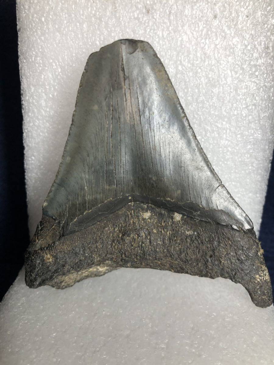 メガロドン サメの歯 約100mm 122g ブラック系のCOLOR　化石 _画像2