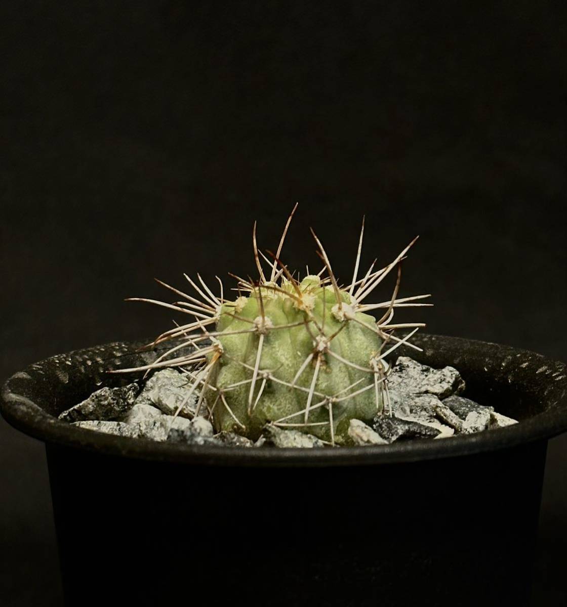 超貴重　絶滅危惧種　 copiapoa ahremephiana コピアポア　エレメフィアーナ　カキコ　発根済み　検索　黒王丸　レッドリスト　サボテン_画像2