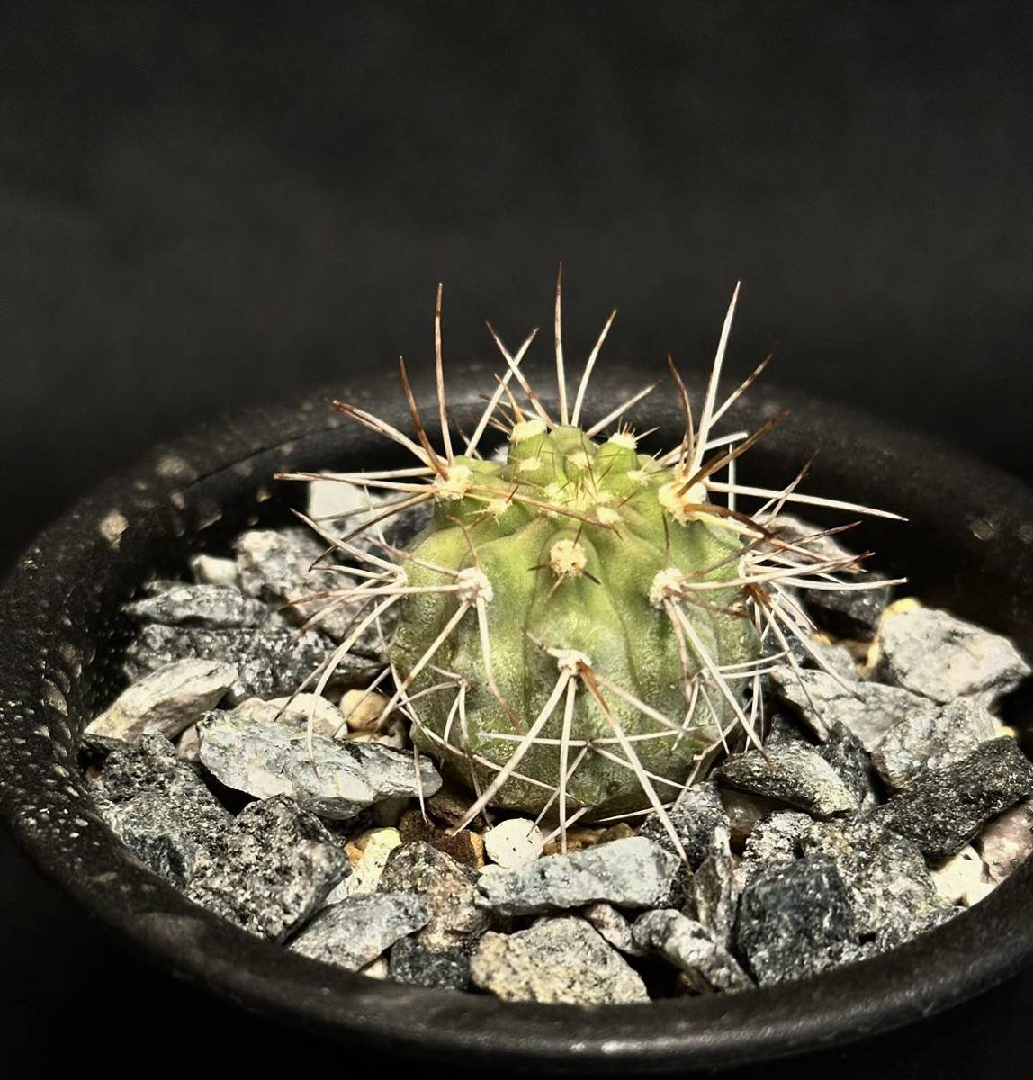 超貴重　絶滅危惧種　 copiapoa ahremephiana コピアポア　エレメフィアーナ　カキコ　発根済み　検索　黒王丸　レッドリスト　サボテン_画像4