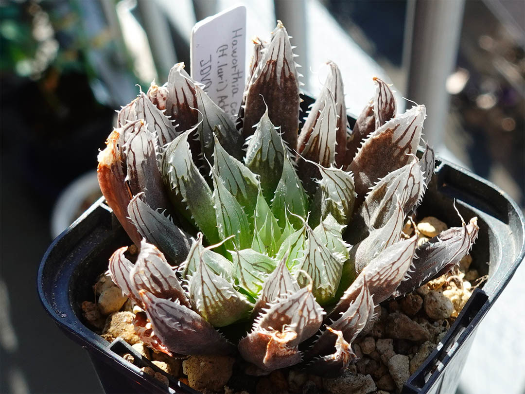 ハオルチア ルリ Haworthia luri, JDV90/43, Addo_画像1