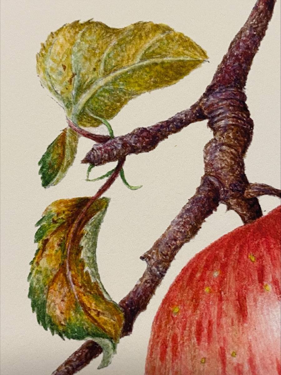 野村陽子　細密画　植物　リンゴの花と実 ボタニカルアート 版画 6/30 額装 直筆サイン_画像7