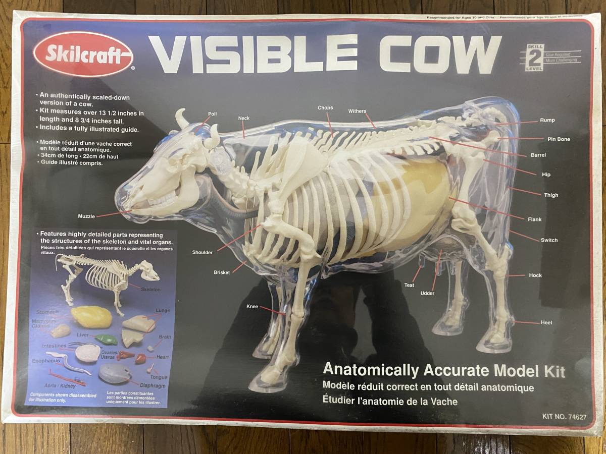 生き物 Visible Cow