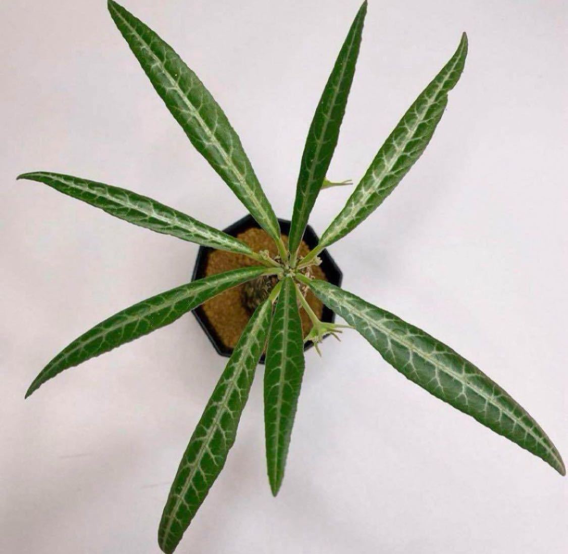 Dorstenia lancifolia！多肉植物 塊根植物 パキポディウム サボテン　ドルステニア ランキフォリア_画像2