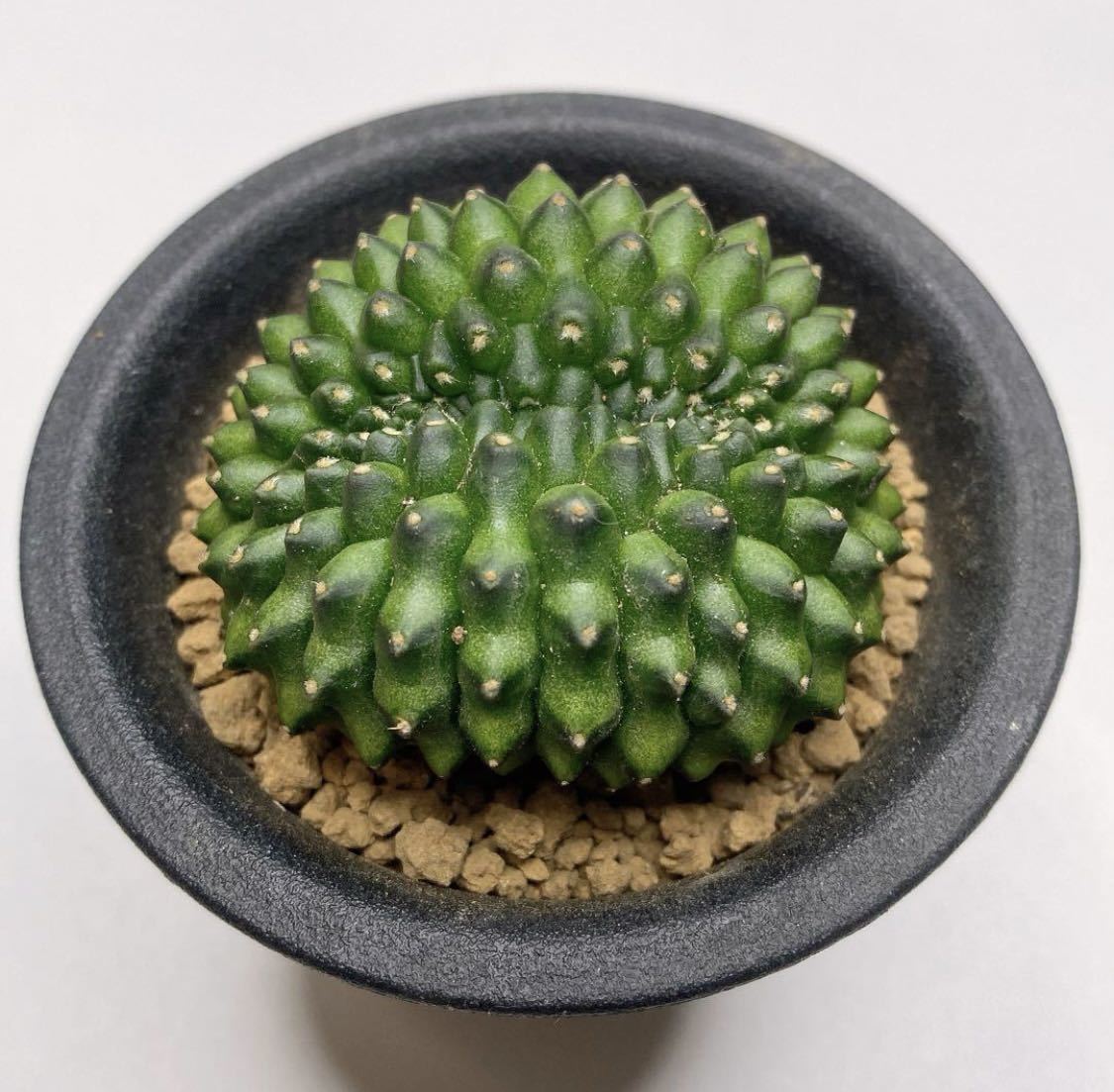 多肉植物　サボテン　ギムノカリキウム・トゲ無し牡丹玉綴化　実生 Gymnocalycium thornless inermis cristata_画像3