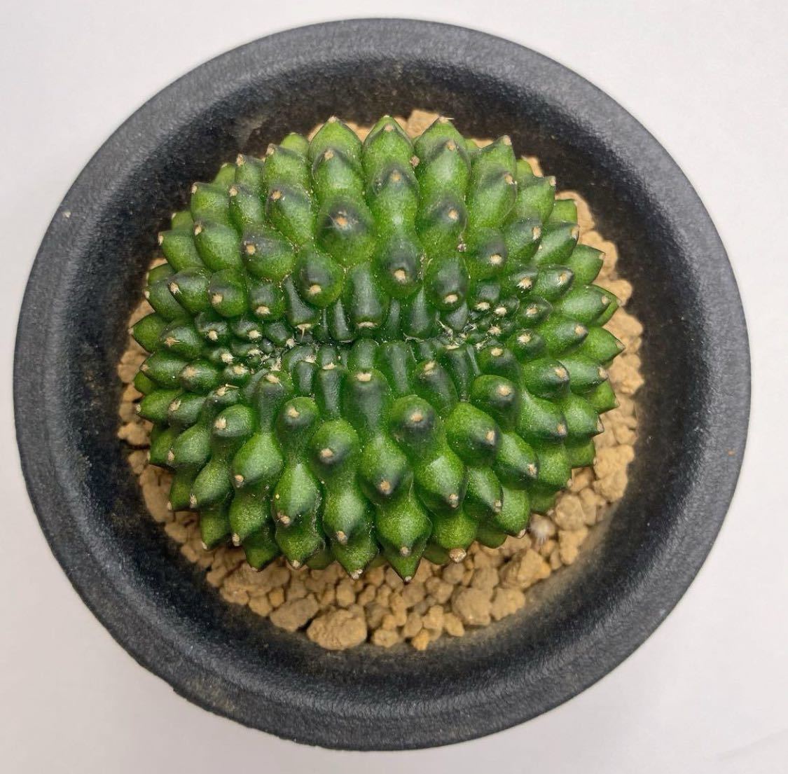 多肉植物　サボテン　ギムノカリキウム・トゲ無し牡丹玉綴化　実生 Gymnocalycium thornless inermis cristata_画像1