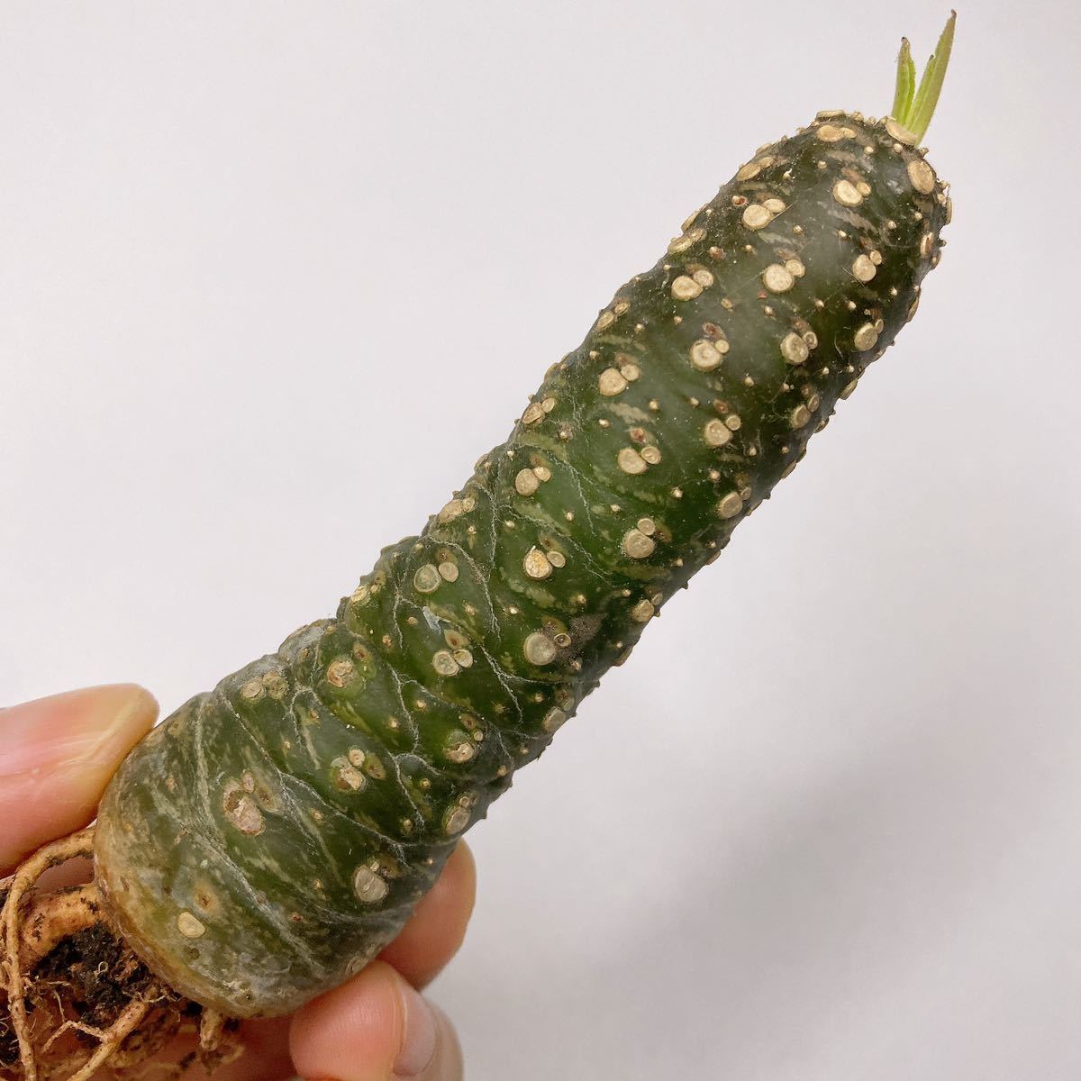Dorstenia lancifolia！多肉植物 塊根植物 パキポディウム サボテン　ドルステニア ランキフォリア_画像4