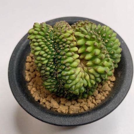 レア希少！多肉植物　サボテン　ギムノカリキウム・トゲ無し牡丹玉綴化　実生 Gymnocalycium thornless inermis cristata _画像4