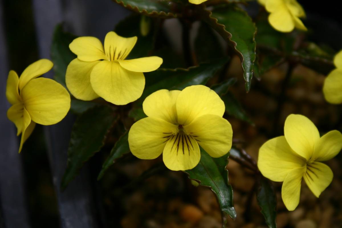 アソキスミレ、開花見込み根茎３株、熊本県阿蘇山原産、作りやすい黄花、裸で送ります_参考