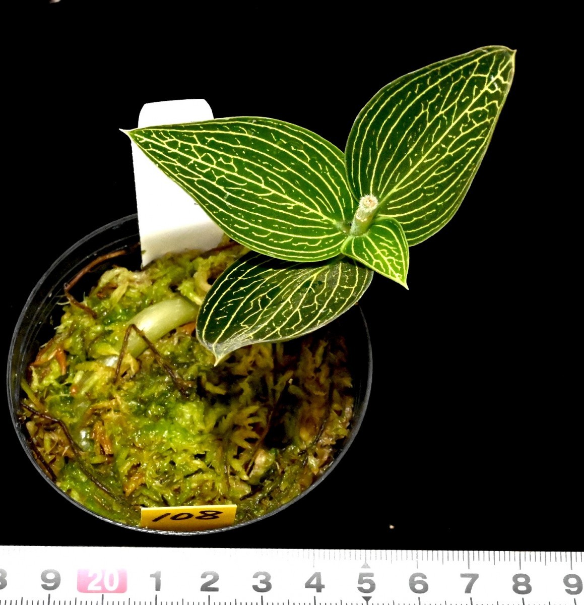 洋蘭原種 (108) ジュエルオーキッド Ludesia discolor fma. tricolor ルデシア　ディスカラー トリカラー_今回出品の株です。