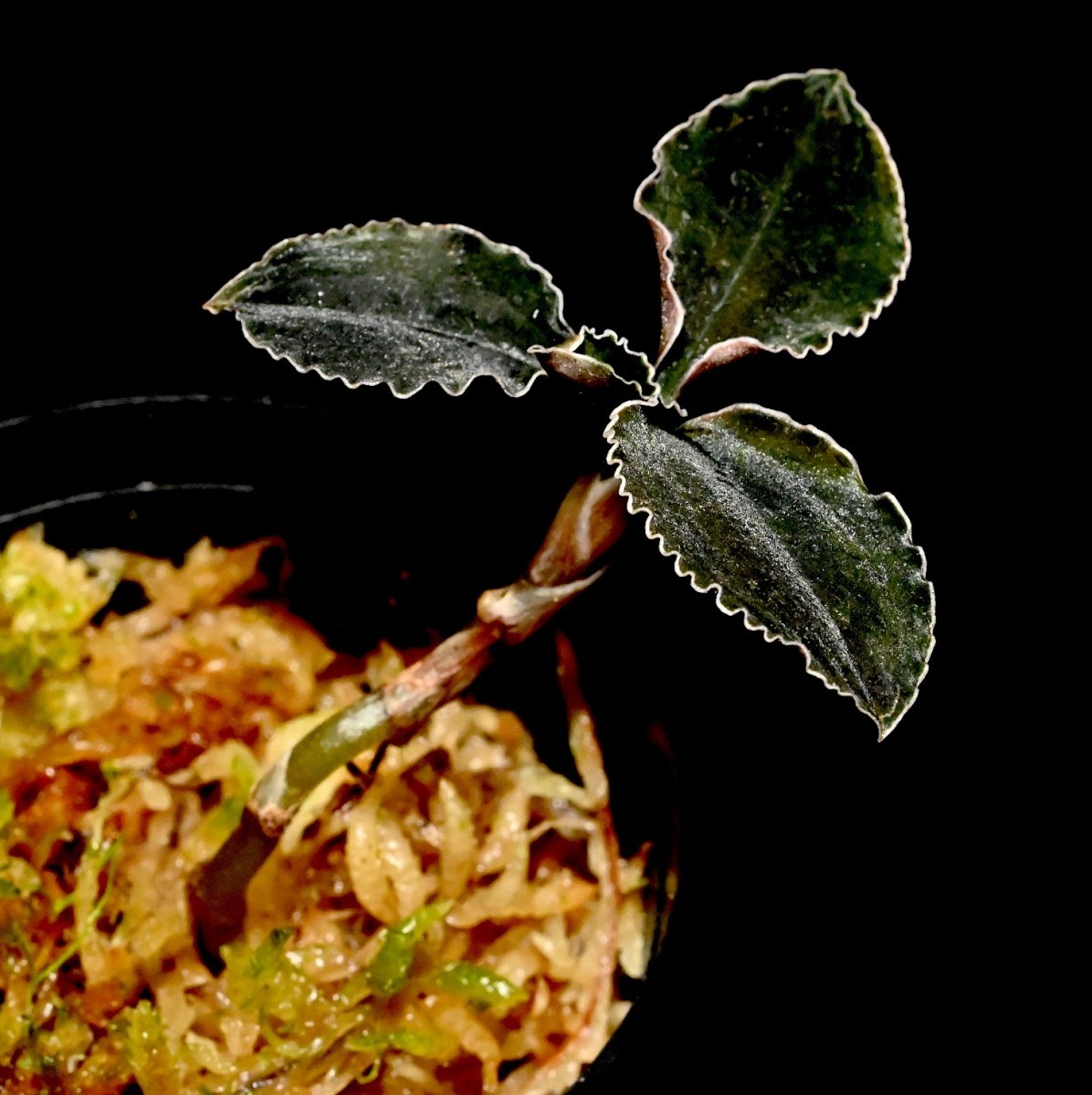 洋蘭原種 (197) Odontochilus (Kuhlhasseltia) javanica オドンドキラス　ジャバニカ_今回出品の株です。