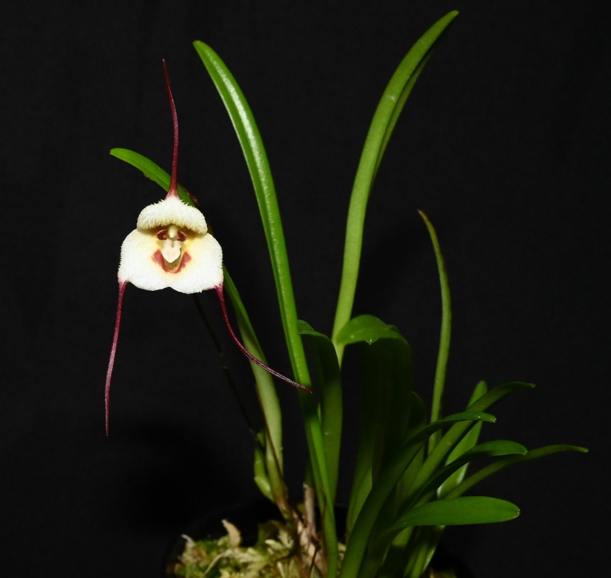 洋蘭原種 (174) モンキーオーキッド Dracula lotax　ドラキュラ　ロタックス_参考開花例です。