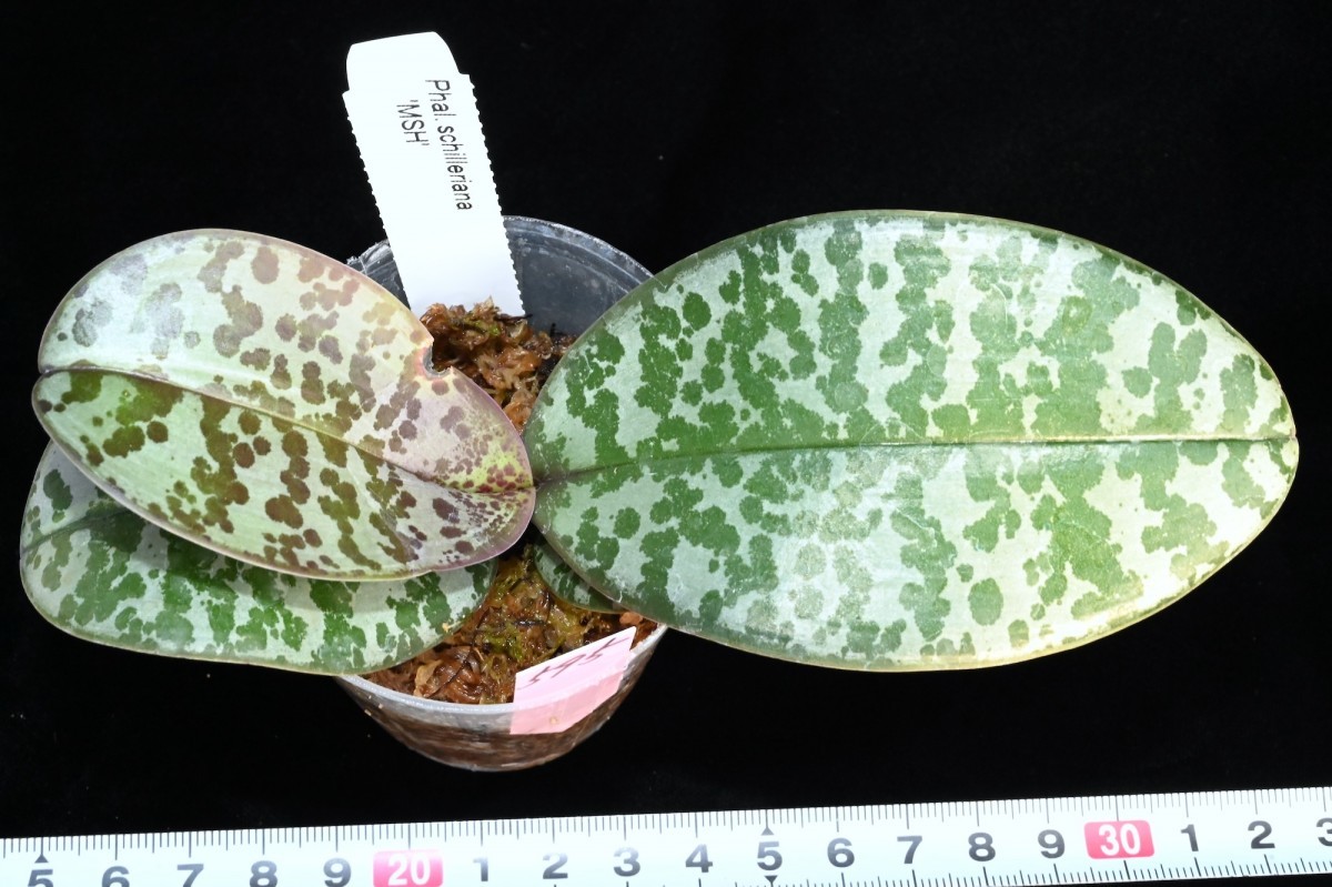 洋蘭原種 (595) 再入荷大きめのサイズ　丸葉の葉の綺麗な胡蝶蘭　Phal. シレリアナ' Phal. schilleriana 'MSH'_今回出品の株です。