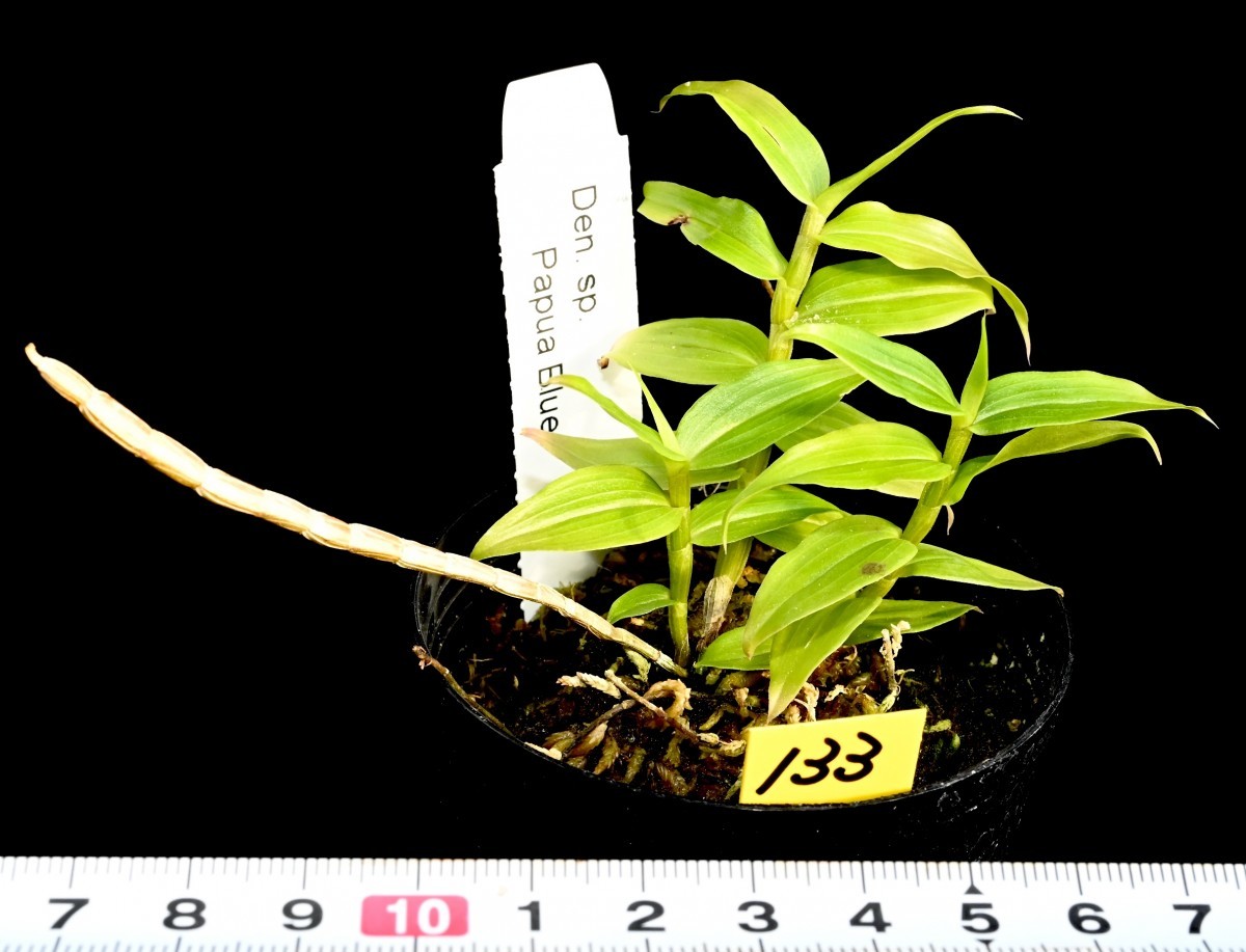 洋蘭原種 (133) 超希少種 幻の青いデンドロビューム トップ苗　Den. sp Papua Blue デンドロビューム sp. パプアブルー_今回出品の株です。