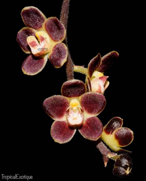 洋蘭原種 (063) 赤いキロスキスタ　Chiloschista lunifera キロスキスタ　ルニフェラ_参考開花例です。