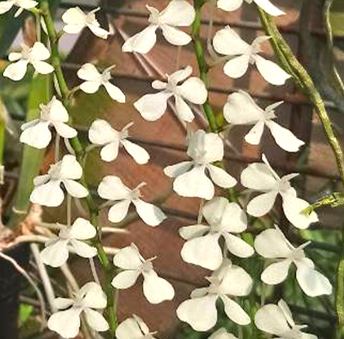 洋蘭原種 (111) Aerangis citrata エランギス　シトラータ_参考開花例です。