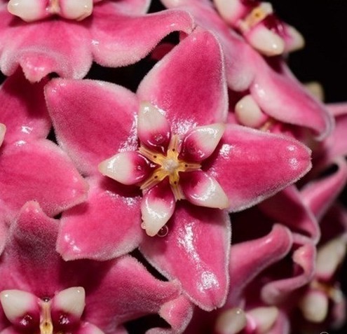 ホヤ (562) パプアのとても綺麗なホヤ　Hoya subcalva ホヤ　サブカルバ_参考開花例です。