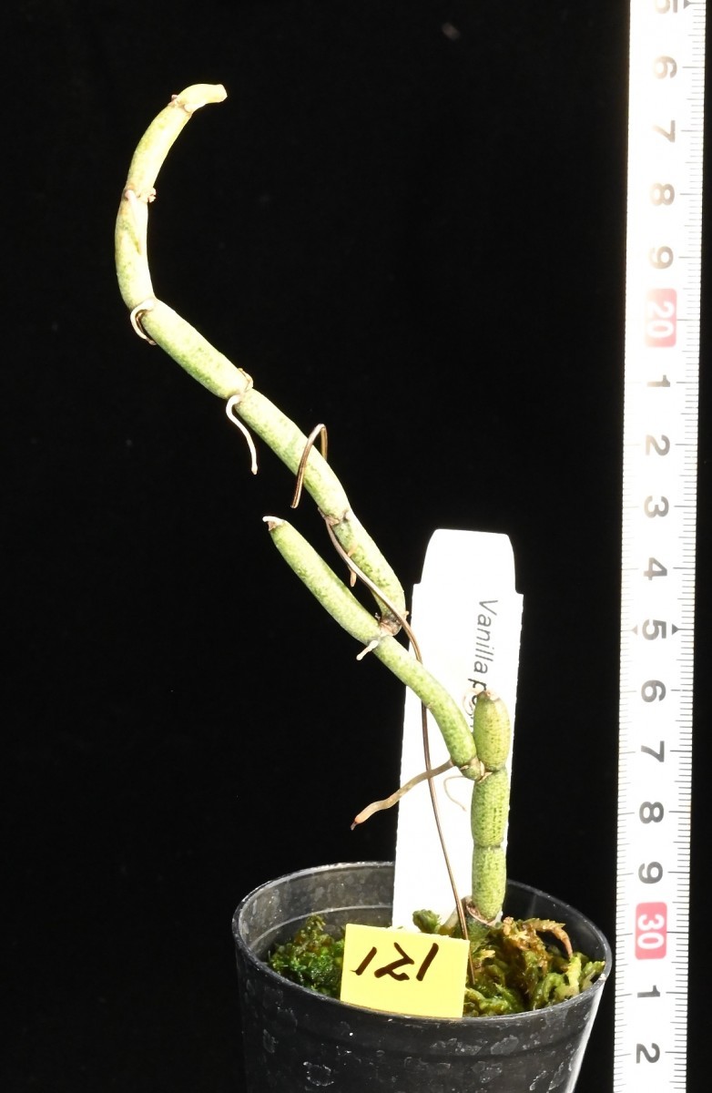 洋蘭原種 (121) 珍種入荷、リーフレスバニラ　Vanilla perrier バニラ　ペリエリー_今回出品の株です。
