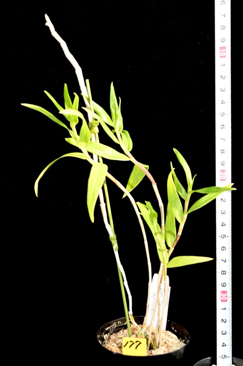 洋蘭 (177) ブルー系デンドロ　Den.Dounan Violet (auriculatum x victriae-reginae) ドウナン　バイオレット_今回出品の株です。