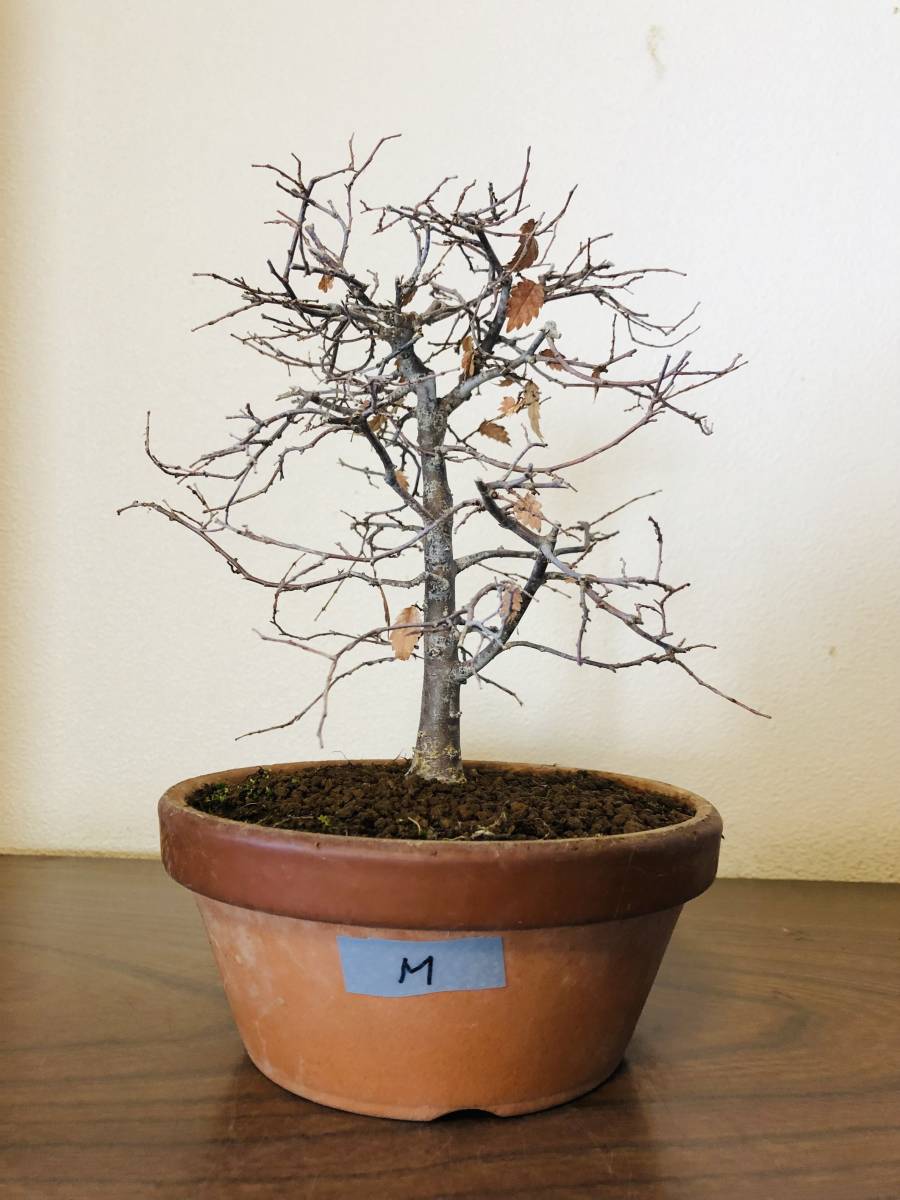 *0 bonsai keyaki zelkova zelkova real raw 18 year M 0*