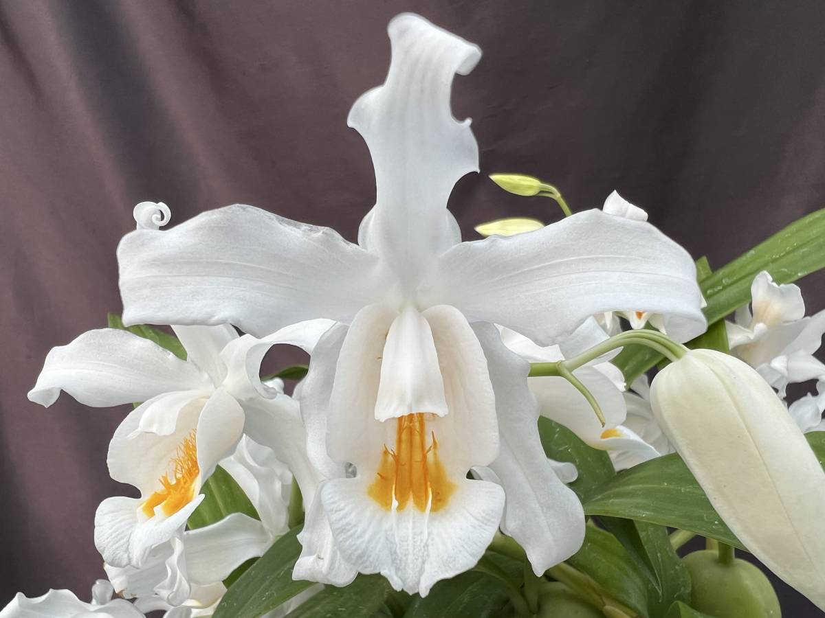 洋蘭 原種 セロジネ属 Coelogyne cristata 'Suwada' ヒマラヤ産人気原種有名個体 1花芽付き 1〜2月開花予定株 速達第四種郵便 送料692円_花見本