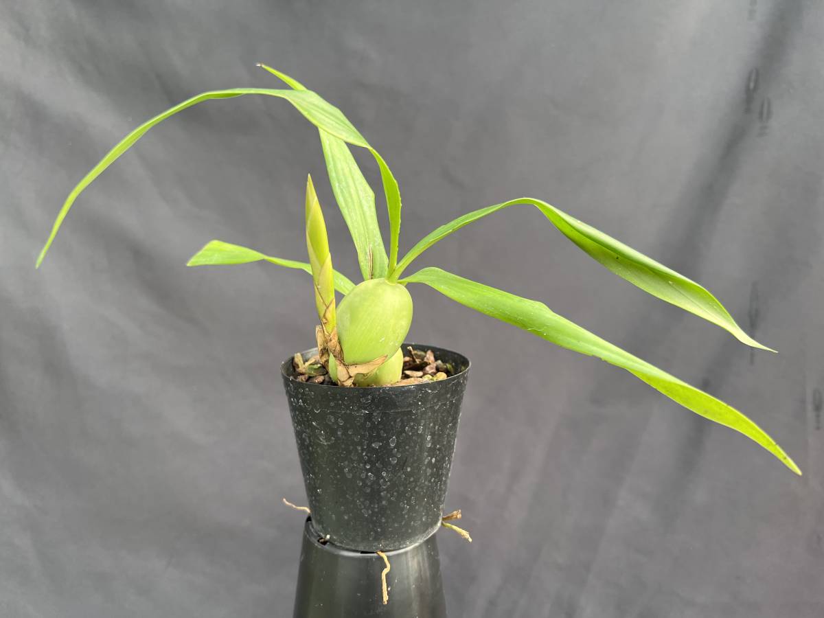 洋蘭 原種 セロジネ属 Coelogyne cristata 'Suwada' ヒマラヤ産人気原種有名個体 1花芽付き 1〜2月開花予定株 速達第四種郵便 送料692円_画像4