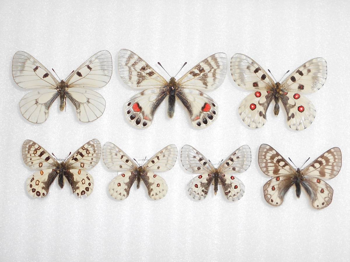 海外の蝶標本　外国産ウスバシロチョウ類（パルナシウス類）6種7匹セット　2/2_画像1