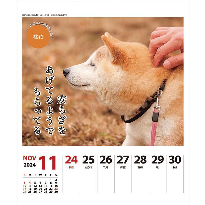 2024年 犬川柳 (週めくり) 卓上/壁掛 カレンダー 愛らしい柴犬の写真と川柳か毎週楽しめるお得なカレンダー_画像8