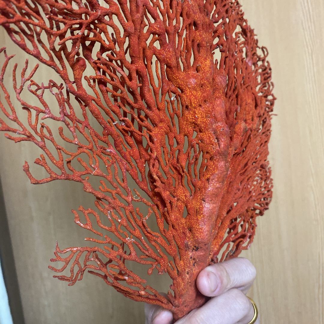 赤珊瑚　原木_画像2