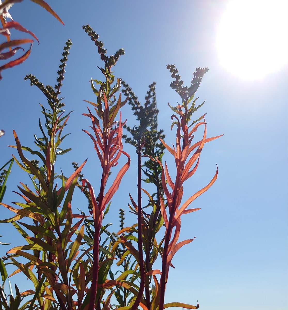 【送料出品者負担】タコノアシの果実　10個　日本の希少水生植物　屋外栽培　メダカ池　ビオトープ準備_画像4