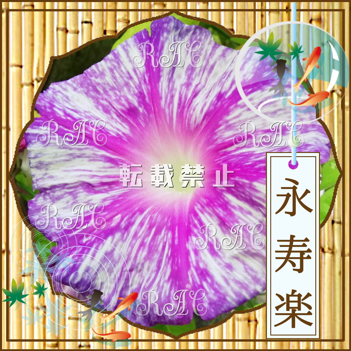 【永寿楽／種(３粒)】希少 人気品種 美花 大輪朝顔 黄斑入蝉葉紫吹雪筒白_永寿楽(2022撮影)