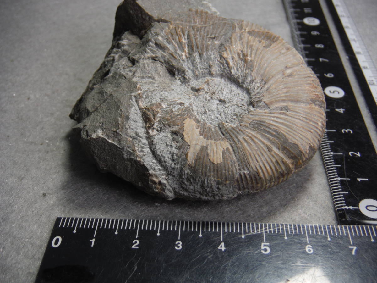 日本産　北海道　白亜紀　アンモナイト　化石（マーシャリテス）_画像3